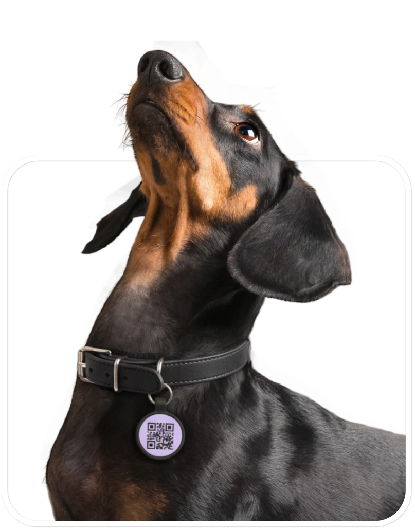 Perro feliz con medalla TweekyPets QR en su collar